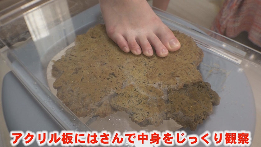 今日たくさんウンチでるかな… 小島りりか  パッケージ